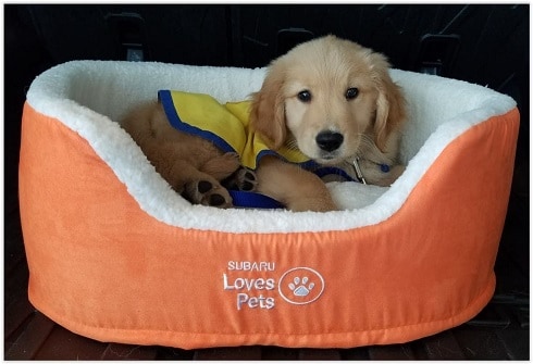 Pup.jpg