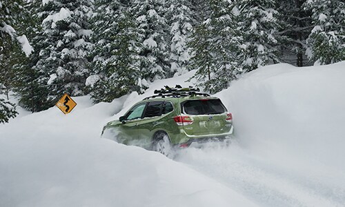 Forester Small 2.jpg