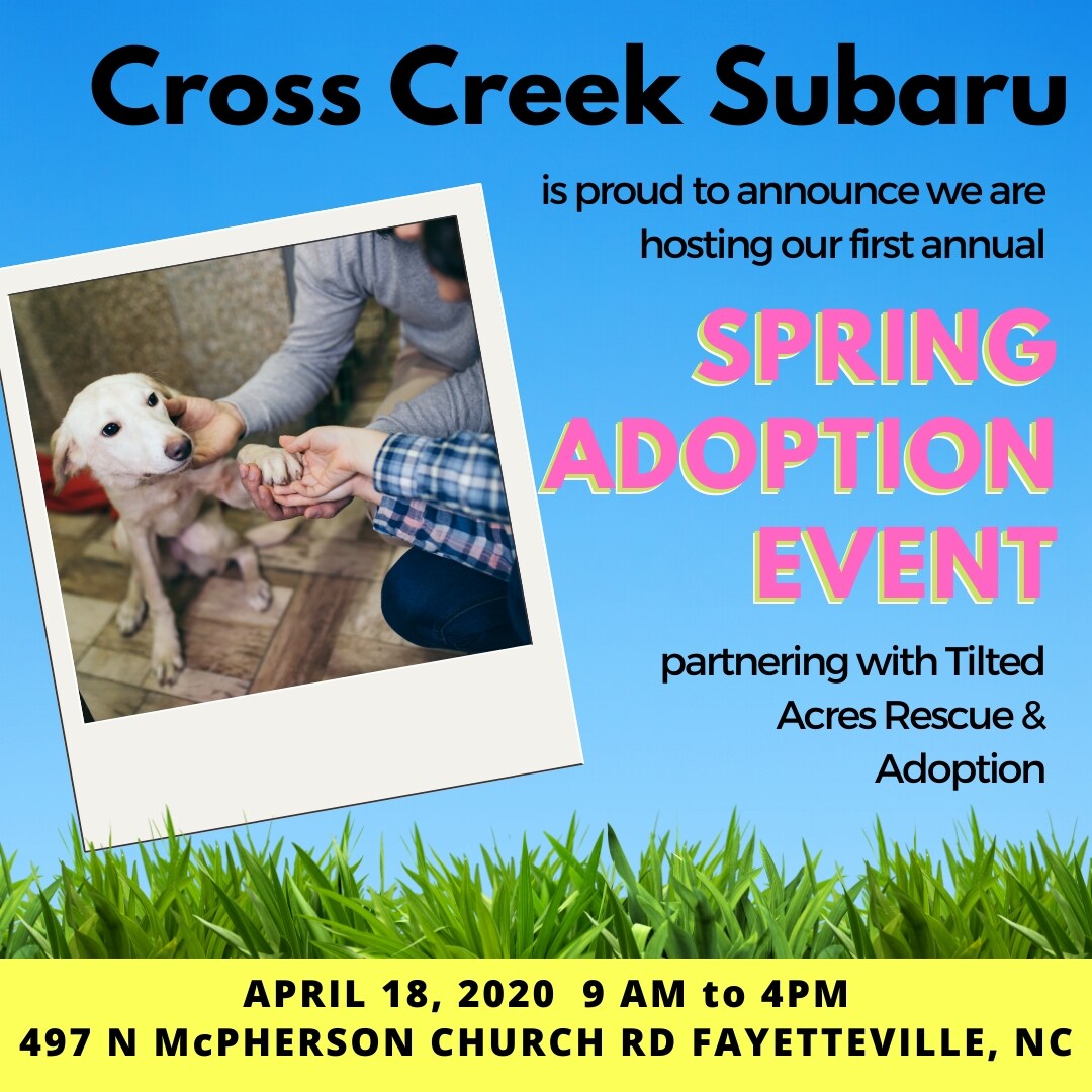 Spring Adoption 2020.jpg