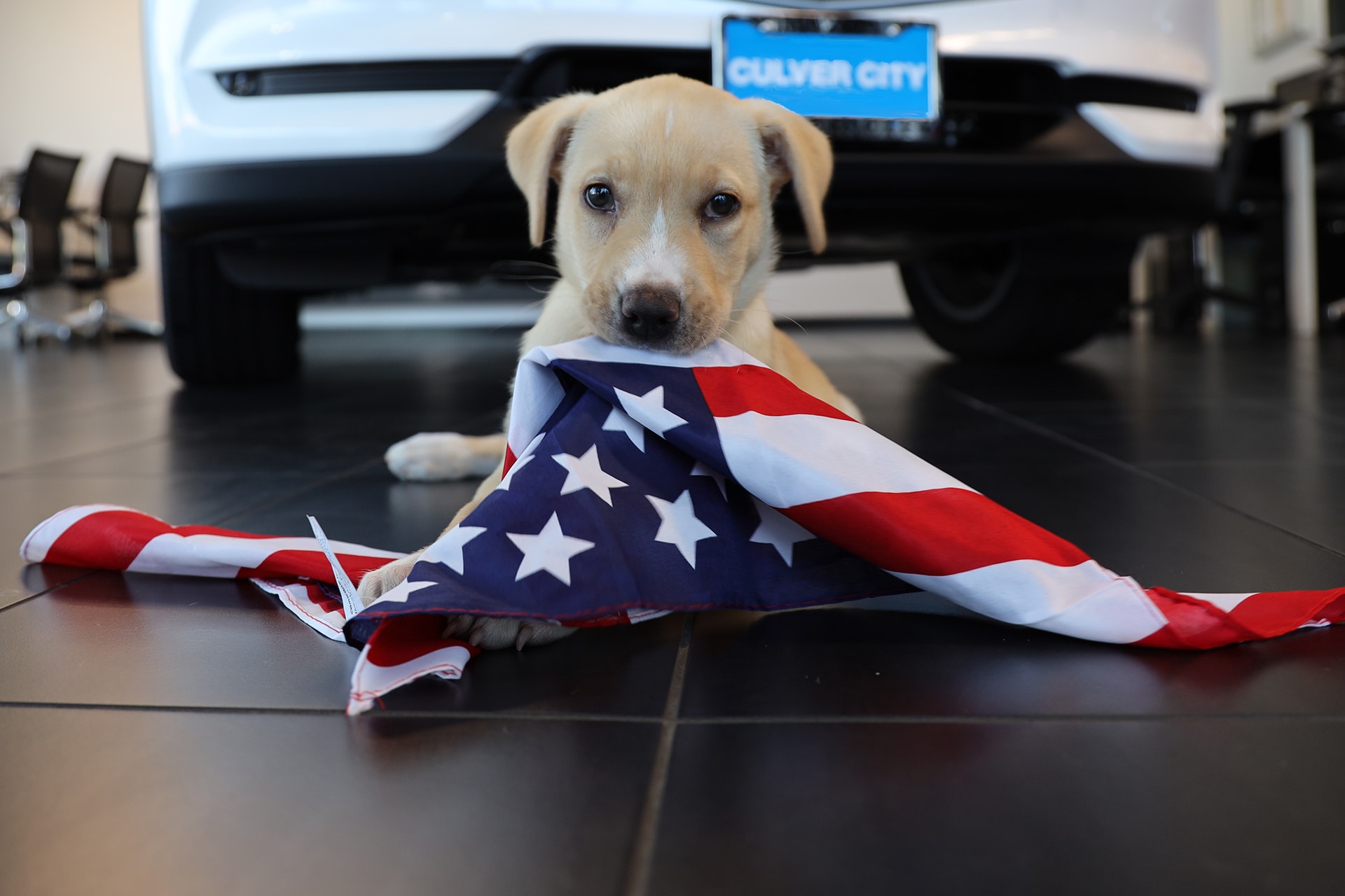 Culver City Volvo Cars Holiday 1.jpg Culver City Volvo Cars loves pets!