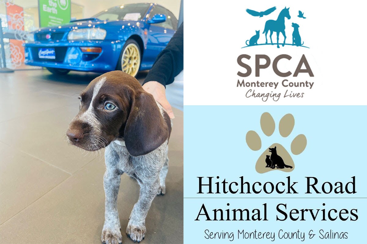 SPCA.png