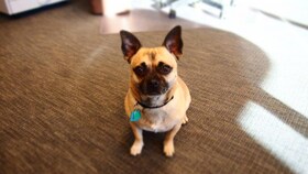 Staff member Nacho from ID_56f0afc2e02b