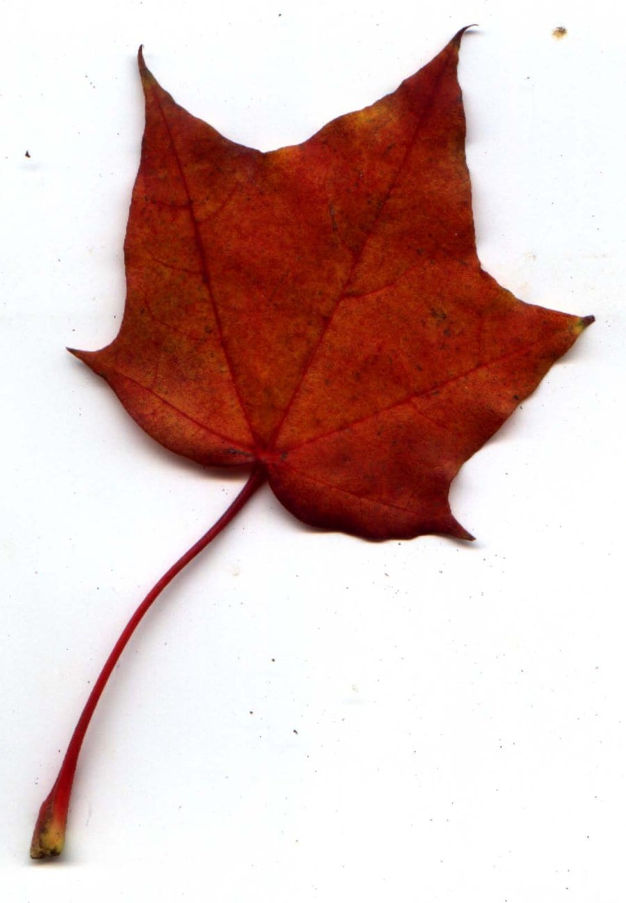 Autumn_Leaf_37_by_fioletta_stock.jpg