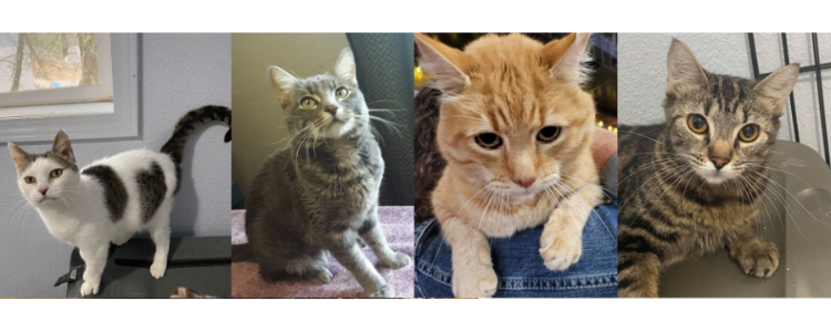 Pet Adoption Program_Silver Valley Cat Wranglers