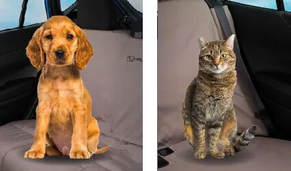 pet-friendly-loaners pet-friendly service loaners available.