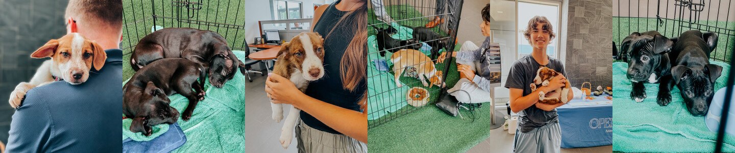 Dean Team Adoption Event Banner