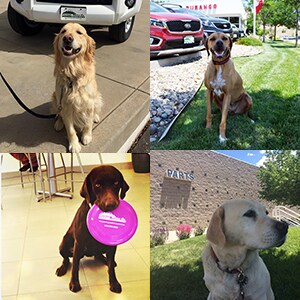 4 dog collage no logo.jpg