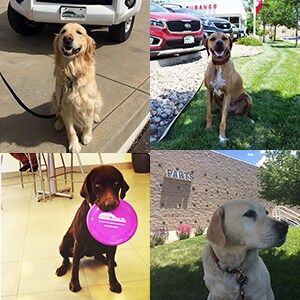 Durango Motor Company Dogs