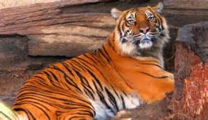 Tiger.jpg