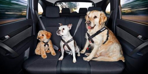 RI Dogs In Vehicle Laws RI Dogs In Vehicle Laws