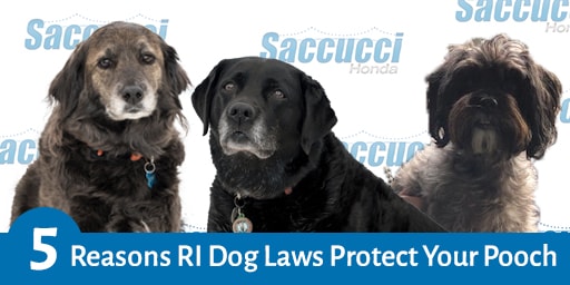Five Reasons RI Dog Laws Protect Your Pooch by Saccucci Honda Five Reasons RI Dog Laws Protect Your Pooch by Saccucci Honda