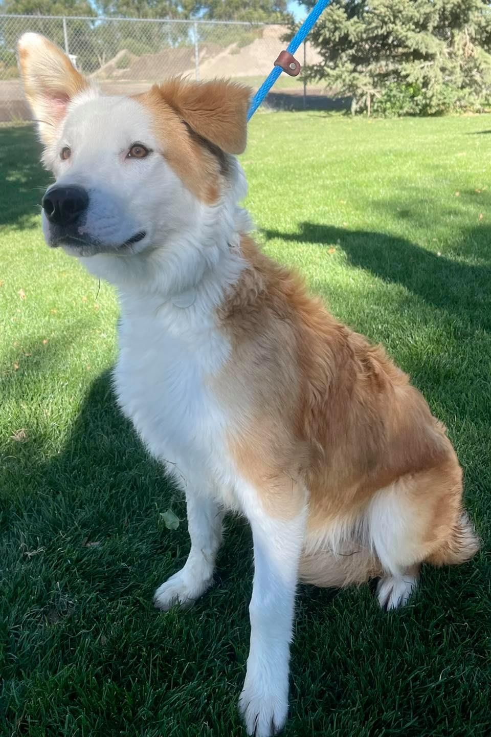 Cooper.jpg