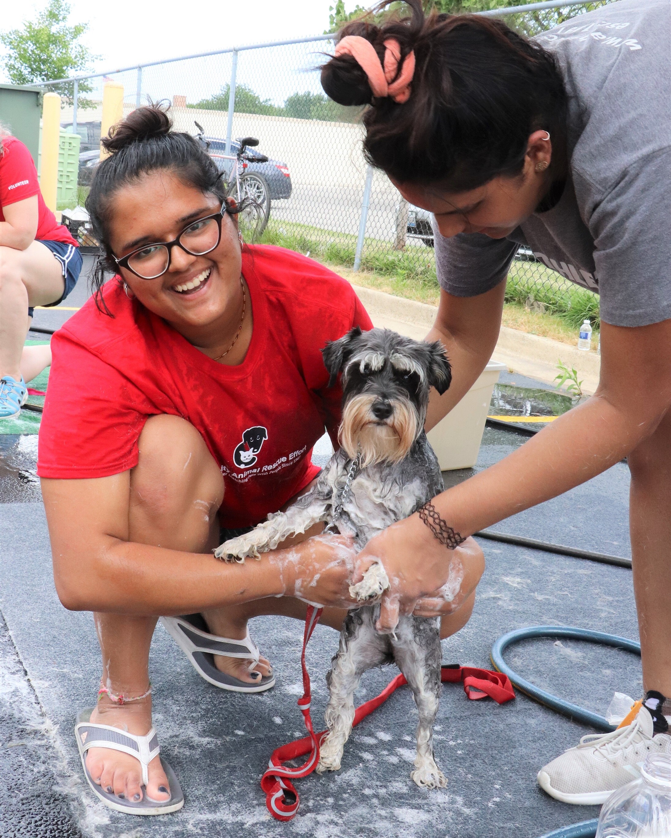 cute dog wash.jpg