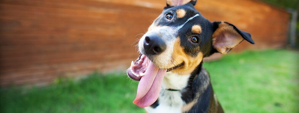 2020-01-ewingsubaruofplanosoa- Dog Park.jpg