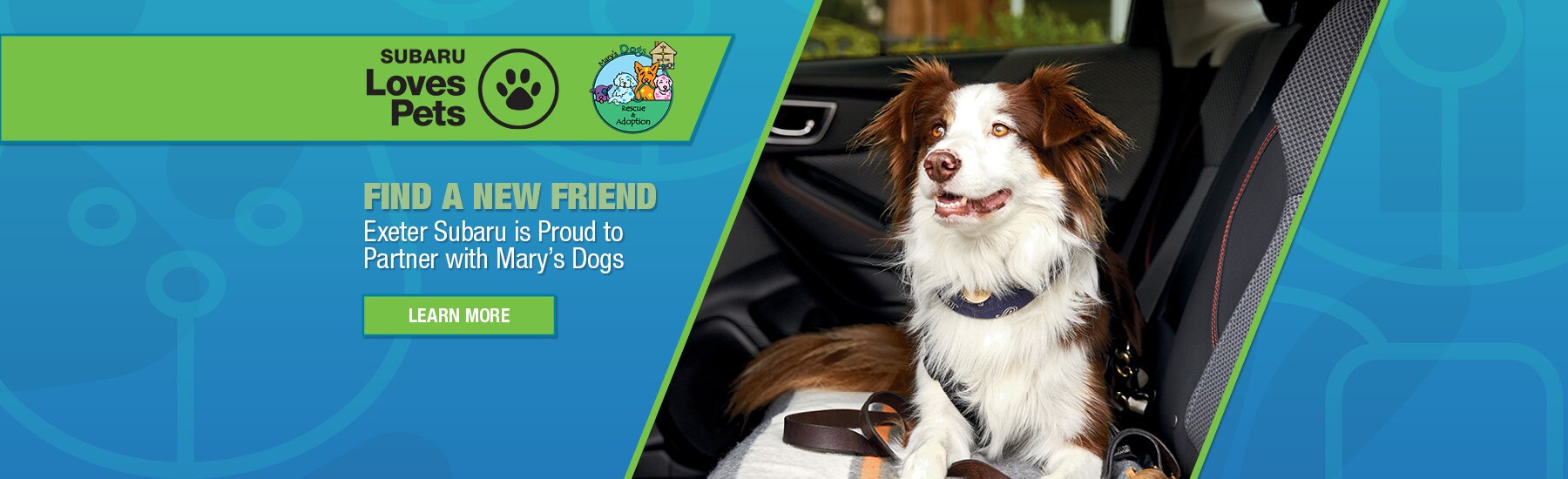 2020-09-exetersubarusne-09403674-LovePets-SL.jpg