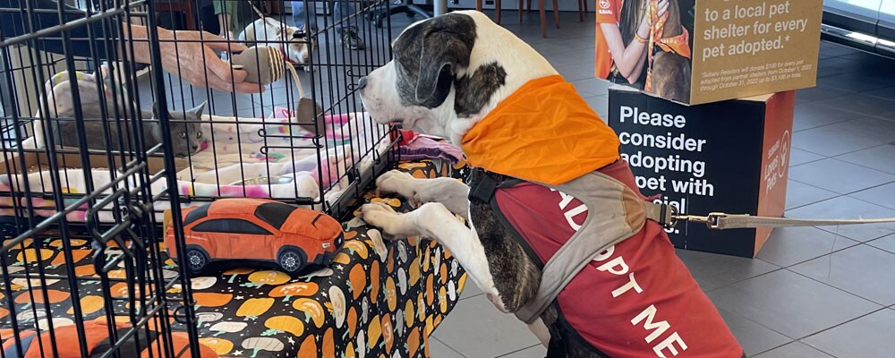 Farrish Subaru Pet Adoption Event