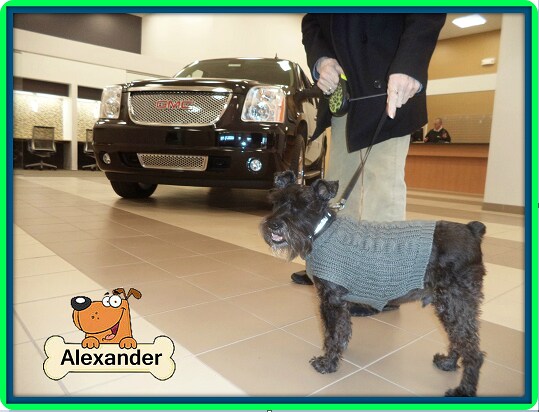 Ferguson Dog of the Day - Alexander
