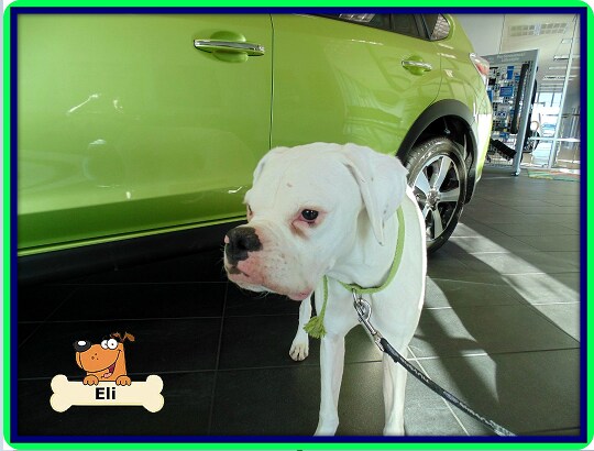 Ferguson Dog of Day - Eli