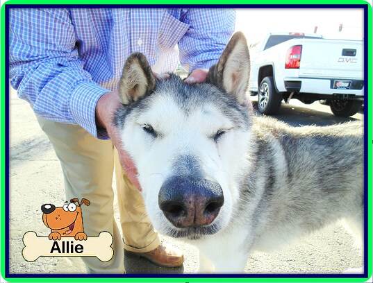 Ferguson Dog of Day - Allie