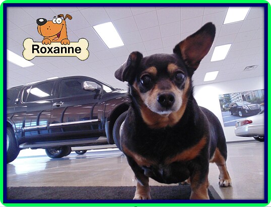 Ferguson Dog of the Day - Roxanne