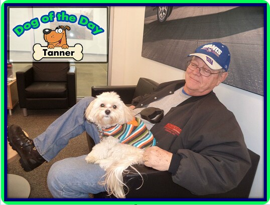 Ferguson Dog of the Day - Tanner