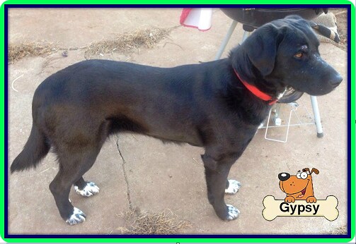 Ferguson Dog of Day - Gypsy