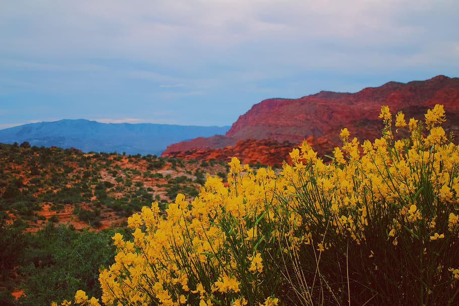 yellow-saint-george-red-rock-southern-southern-utah-nature.jpg