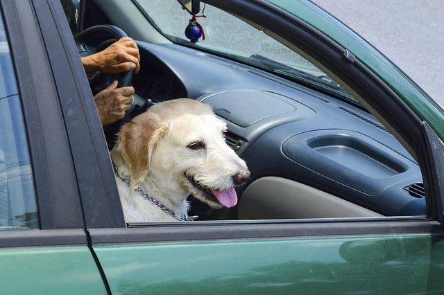 Dog.jpg