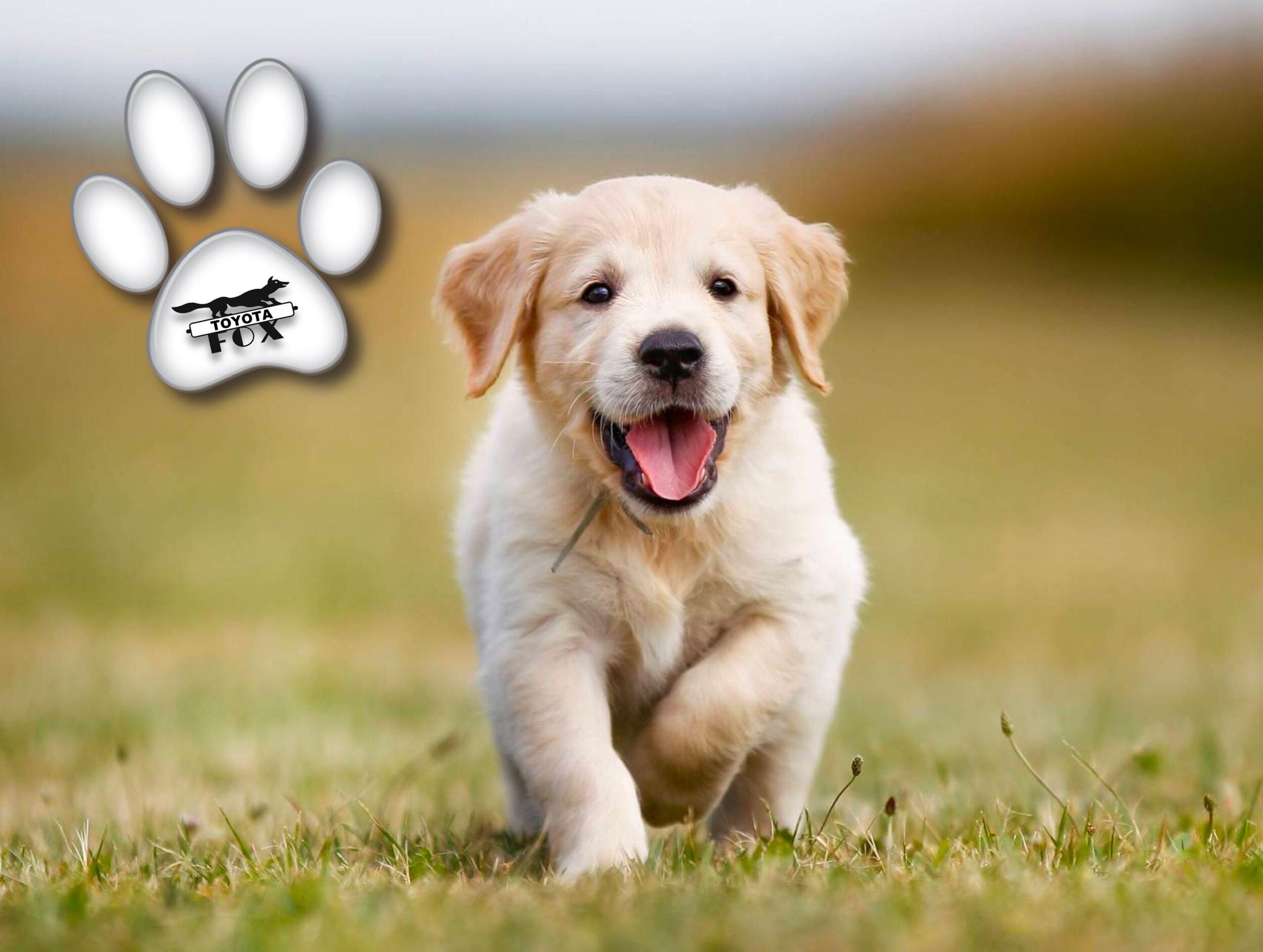 Pet Friendly.jpg