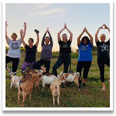 Goat-Yoga.png