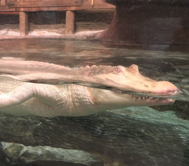 Community Spotlight: Newport Aquarium