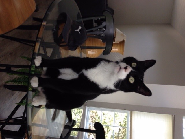 ganley bedford subaru pet of the month.jpg