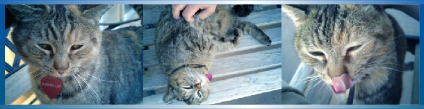 Our Furry Little Friend