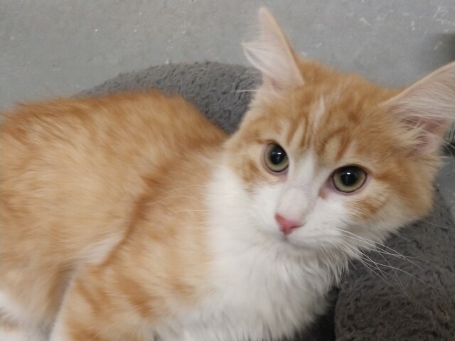 Pat - A1793751.jpg