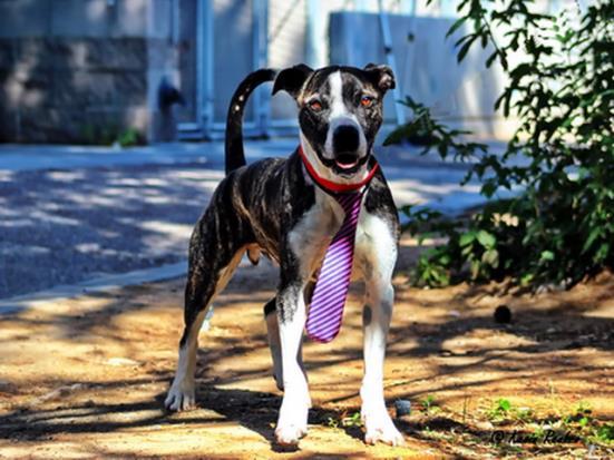 Jaws A1182903).jpg