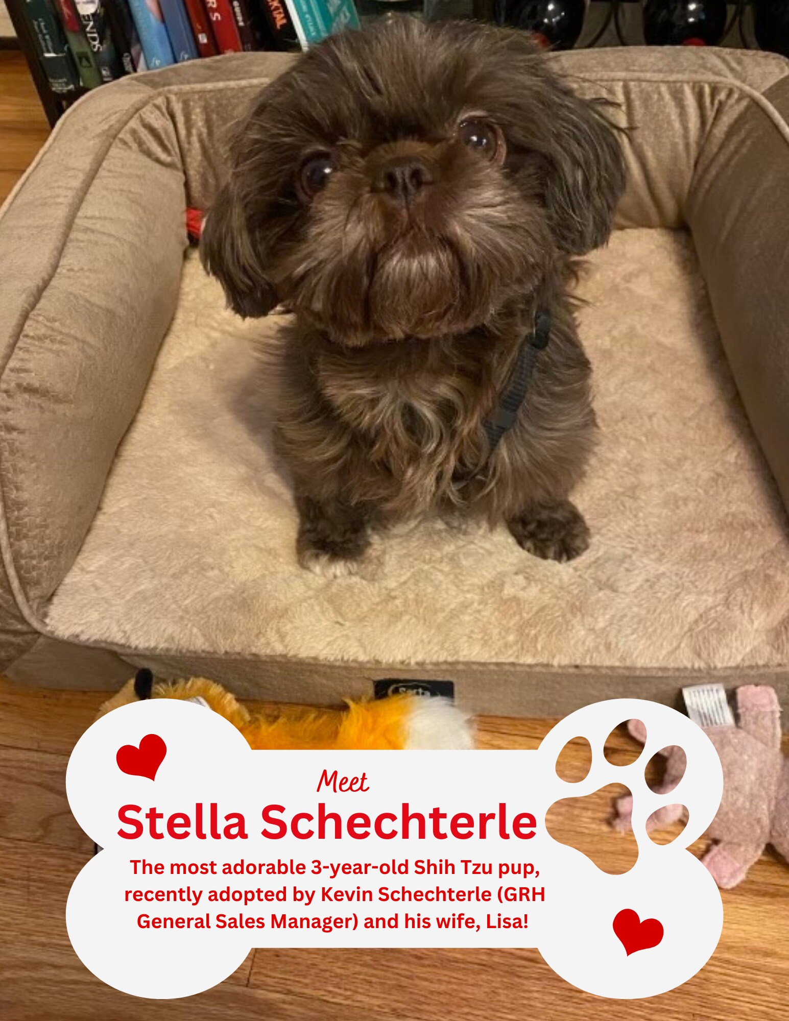 Meet Stella.png