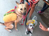 Dog Days of Summer