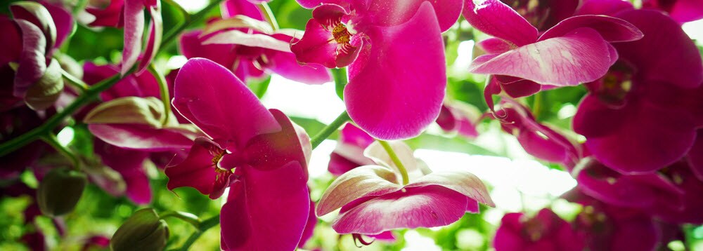 Guide to Missouri Botanical Garden Orchid Show