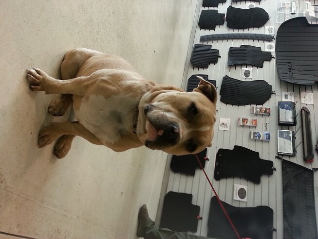 Hugo_American Staffordshire Terrier.jpg
