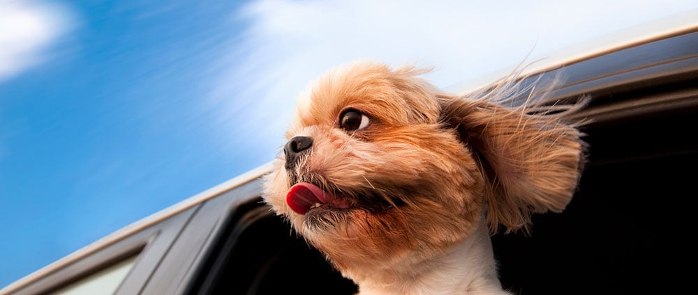 Dog-in-a-Car-Window-and-enjoy-road-trip.jpg