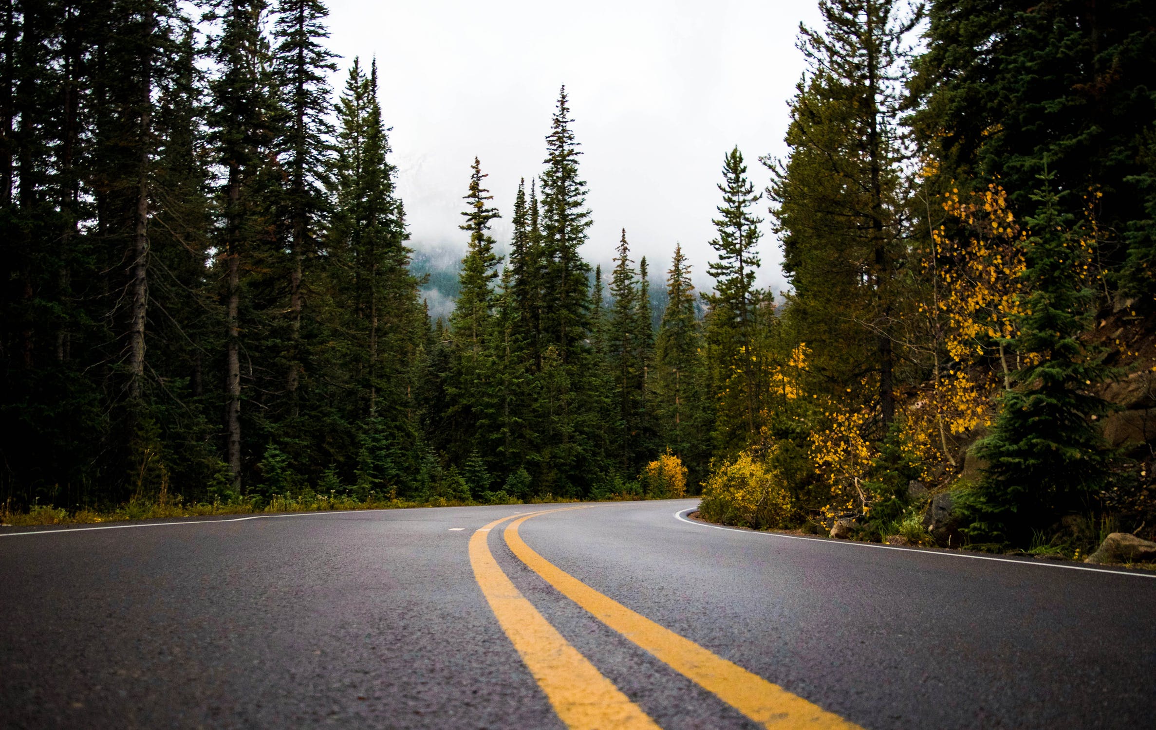 curve_road_woods.jpeg