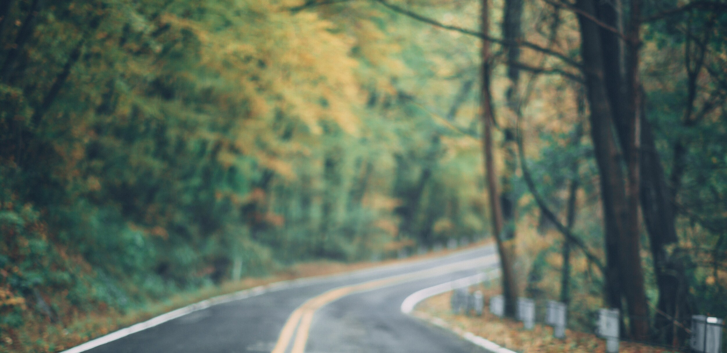 road in woods (2).jpg