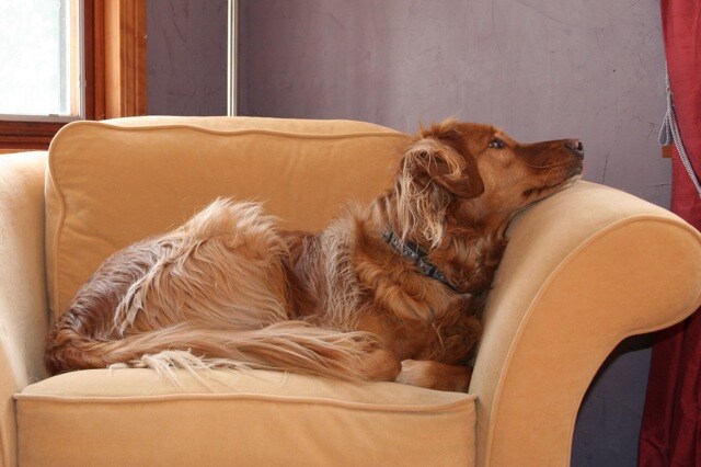golden huggs golden retriever rescue november 2104 featured monthly golden retriever rescues part ii golden retrievers golden huggs golden retriever rescue november 2104 featured monthly golden retriever rescues part ii golden retrievers