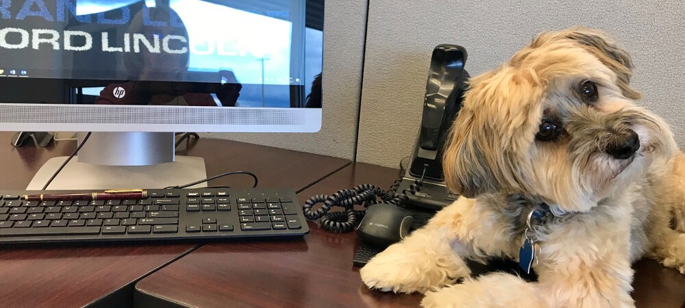 Cosmo workingHeader.png