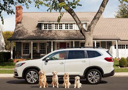 Subaru-Dog-Ad.jpg