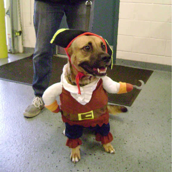 Loves Pets Training