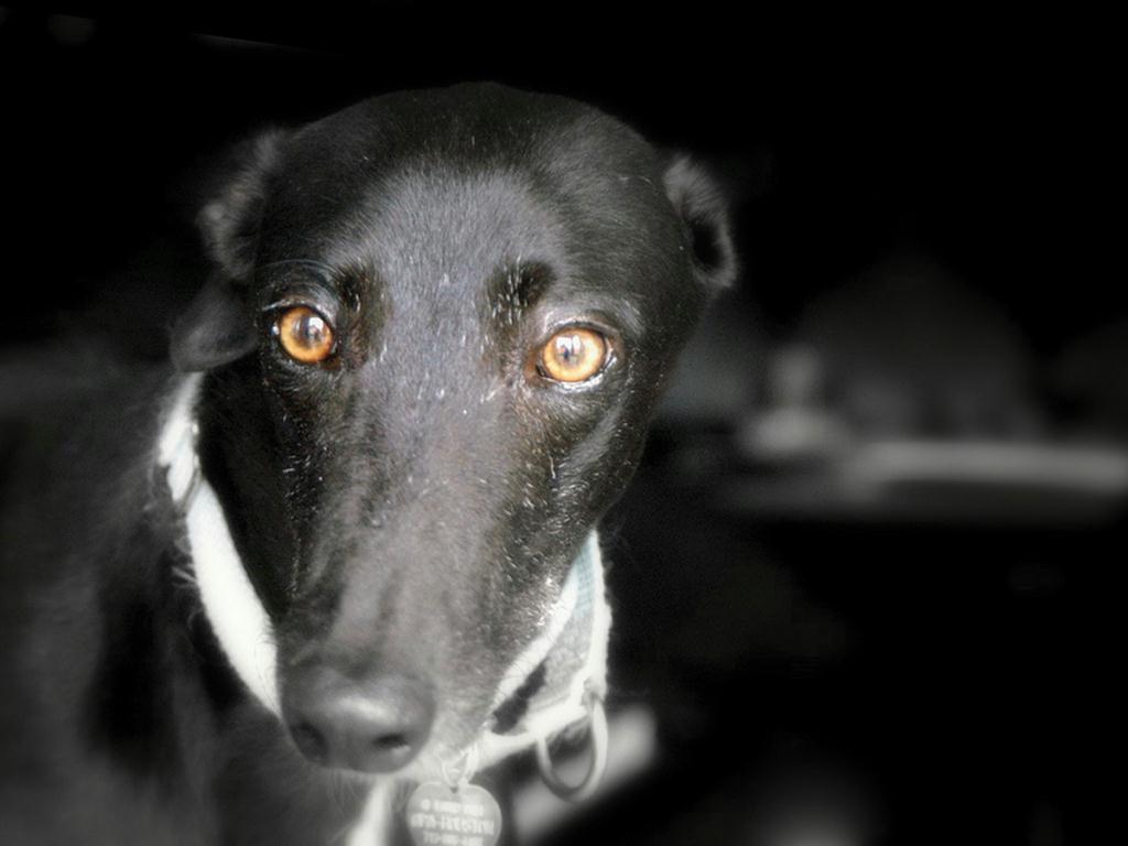 Fiona