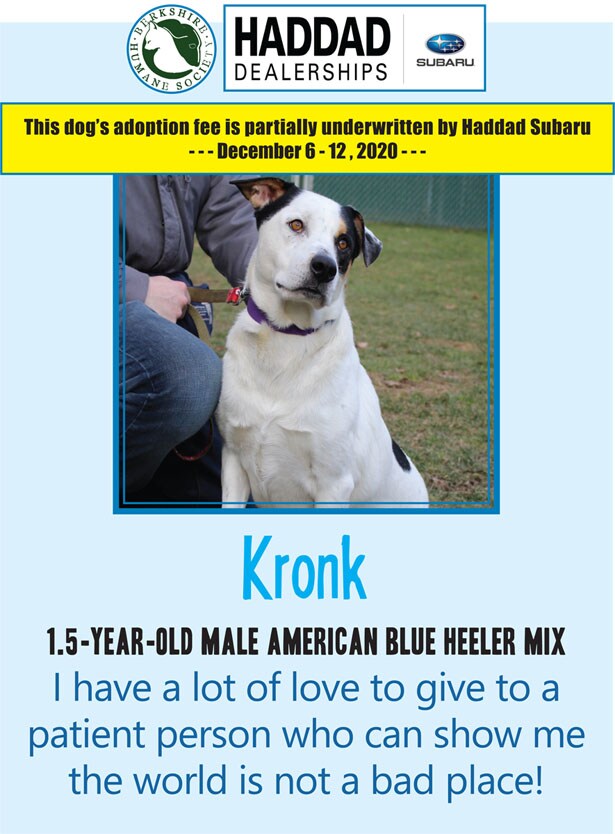 kronkwesbite.jpg