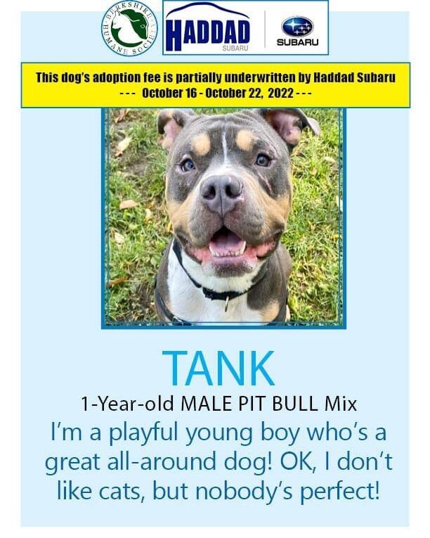 Tank-Dog-Of-Week.png