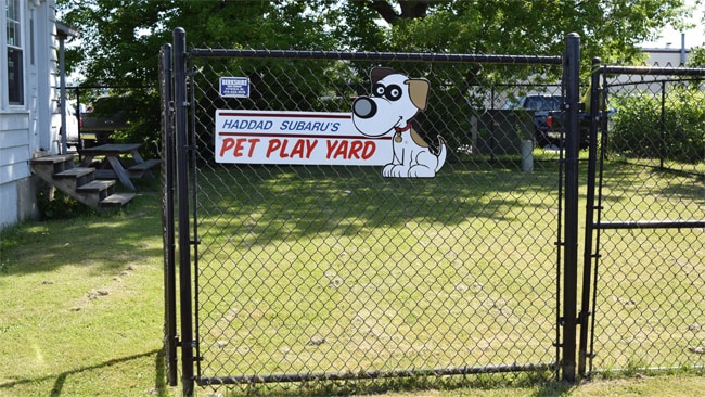 Dog_Yard.jpg